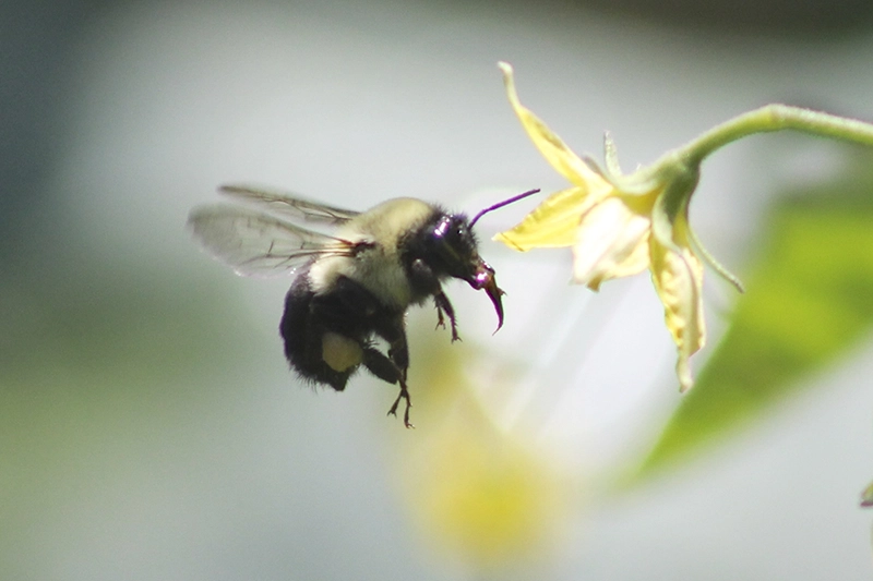 Bombus impatiens in tomato